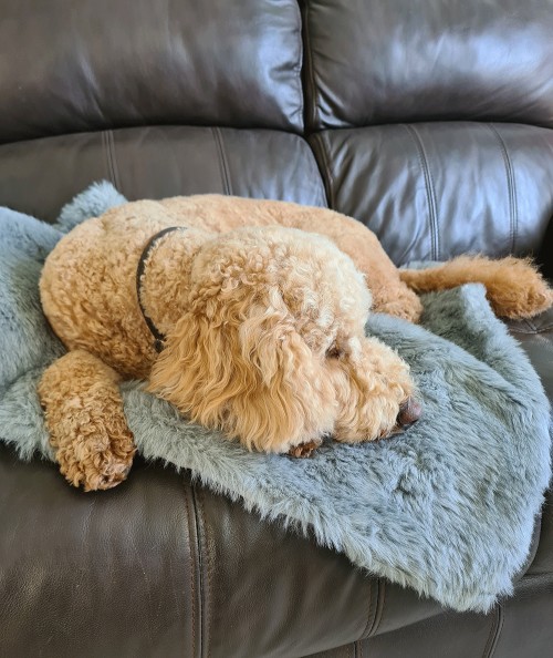 Grey faux fur dog blanket