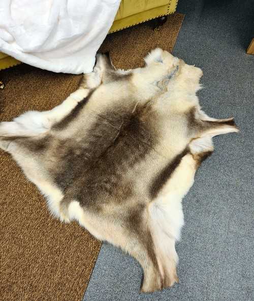 Large reindeer pelt 0046L