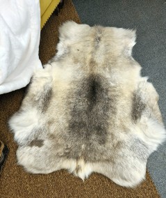 Reindeer rug 0072M