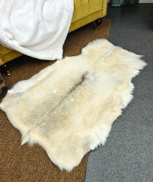 Pale coloured, cream reindeer pelt