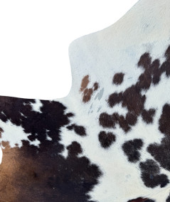 Extra large dark brown and white cowhide